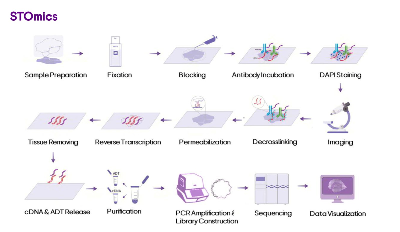 Whole workflow of Stereo-CITE